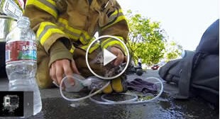 Fireman rescues an unconscious kitten, It Will Bring Tears To Your Eyes