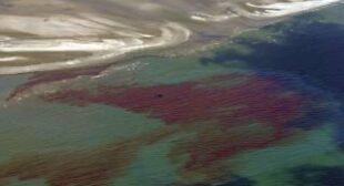 Lawsuit alleges BP, Chevron dumped radioactive waste into Louisiana waters