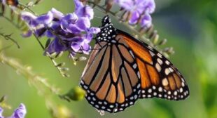 Monsanto blamed for disappearance of monarch butterflies