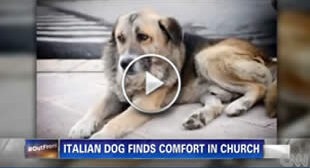 A German Shepherd Frequents Church After Loss Of Owner