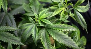 Dope hope: Marijuana may combat cancer spread, study shows