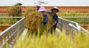 End of the line: GMO production in China halted