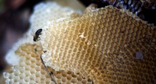 Honeybee antibiotics? Fresh honey “key” to beating drug-resistant infections, scientists say
