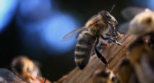 Canadian beekeepers’ sting: Pesticide giants sued for $450mn over bee deaths