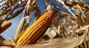 Billion-dollar lawsuits claim GMO corn ‘destroyed’ US exports to China