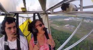 Cat takes extreme flight on plane wing – and survives! (VIDEO)