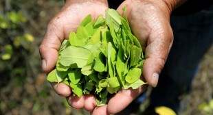 Pope Francis to chew coca leaves during visit to Bolivia – minister