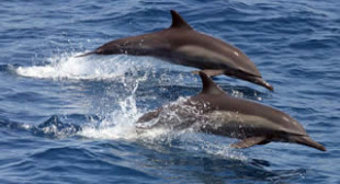 Aquatic Force: Battle Dolphins Set to Serve in the Russian Military