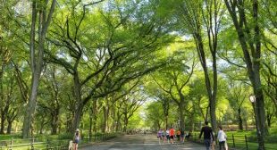Living Near Greenery May Increase Your Lifespan