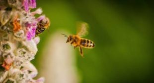 Exposed: Pesticide Industry Deployed Aggressive Lobby Effort to Quash Bee Protections