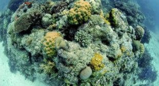 Coral Bleaching Run Rampant, Threatens Entire Oceanic Ecosystem