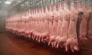 ‘Dirty meat’: Shocking hygiene failings discovered in US pig and chicken plants