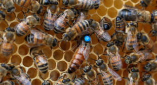 Bee gone: Scientists turn to technology as declining bee numbers threaten global food security