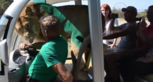 Cuddly lion tries to ‘hijack’ Crimean safari buggy full of tourists (VIDEO)