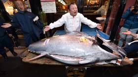 $1.8 million for a FISH: Japan’s ‘Tuna King’ spares no expense to get 2nd-priciest tuna 🎞️