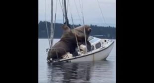 Vacation for Two: Majestic Seal Couple Chilling on a Small Yacht ⛵