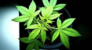 Cannabis Inhibits SARS-CoV-2 Replication in Human Lungs, Study Suggests